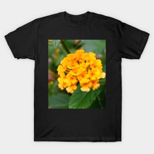 Yellow flower blossoms T-Shirt